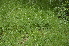  ( - EDNA24-0066535)  @11 [ ] CreativeCommons Attribution NonCommercial ShareAlike (2024) Markus Ruhsam Royal Botanic Garden, Edinburgh