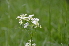  ( - EDNA24-0066535)  @11 [ ] CreativeCommons Attribution NonCommercial ShareAlike (2024) Markus Ruhsam Royal Botanic Garden, Edinburgh