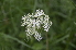  ( - EDNA24-0066535)  @11 [ ] CreativeCommons Attribution NonCommercial ShareAlike (2024) Markus Ruhsam Royal Botanic Garden, Edinburgh