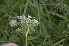  ( - EDNA24-0066535)  @11 [ ] CreativeCommons Attribution NonCommercial ShareAlike (2024) Markus Ruhsam Royal Botanic Garden, Edinburgh
