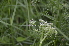  ( - EDNA24-0066535)  @11 [ ] CreativeCommons Attribution NonCommercial ShareAlike (2024) Markus Ruhsam Royal Botanic Garden, Edinburgh