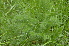  ( - EDNA24-0066535)  @11 [ ] CreativeCommons Attribution NonCommercial ShareAlike (2024) Markus Ruhsam Royal Botanic Garden, Edinburgh