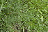  ( - EDNA24-0066535)  @11 [ ] CreativeCommons Attribution NonCommercial ShareAlike (2024) Markus Ruhsam Royal Botanic Garden, Edinburgh