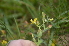  ( - EDNA24-0066623)  @11 [ ] CreativeCommons Attribution NonCommercial ShareAlike (2024) Markus Ruhsam Royal Botanic Garden, Edinburgh