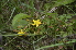  ( - EDNA24-0066623)  @11 [ ] CreativeCommons Attribution NonCommercial ShareAlike (2024) Markus Ruhsam Royal Botanic Garden, Edinburgh