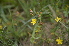  ( - EDNA24-0066623)  @11 [ ] CreativeCommons Attribution NonCommercial ShareAlike (2024) Markus Ruhsam Royal Botanic Garden, Edinburgh