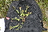  ( - EDNA24-0066623)  @11 [ ] CreativeCommons Attribution NonCommercial ShareAlike (2024) Markus Ruhsam Royal Botanic Garden, Edinburgh