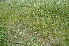  ( - EDNA24-0066623)  @11 [ ] CreativeCommons Attribution NonCommercial ShareAlike (2024) Markus Ruhsam Royal Botanic Garden, Edinburgh