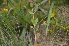  ( - EDNA24-0066623)  @11 [ ] CreativeCommons Attribution NonCommercial ShareAlike (2024) Markus Ruhsam Royal Botanic Garden, Edinburgh