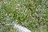  ( - EDNA24-0066627)  @11 [ ] CreativeCommons Attribution NonCommercial ShareAlike (2024) Markus Ruhsam Royal Botanic Garden, Edinburgh