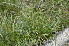  ( - EDNA24-0066627)  @11 [ ] CreativeCommons Attribution NonCommercial ShareAlike (2024) Markus Ruhsam Royal Botanic Garden, Edinburgh