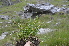  ( - EDNA24-0066627)  @11 [ ] CreativeCommons Attribution NonCommercial ShareAlike (2024) Markus Ruhsam Royal Botanic Garden, Edinburgh