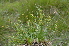  ( - EDNA24-0066627)  @11 [ ] CreativeCommons Attribution NonCommercial ShareAlike (2024) Markus Ruhsam Royal Botanic Garden, Edinburgh