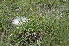  ( - EDNA24-0066627)  @11 [ ] CreativeCommons Attribution NonCommercial ShareAlike (2024) Markus Ruhsam Royal Botanic Garden, Edinburgh