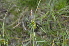  ( - EDNA24-0066627)  @11 [ ] CreativeCommons Attribution NonCommercial ShareAlike (2024) Markus Ruhsam Royal Botanic Garden, Edinburgh