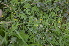  ( - EDNA24-0066631)  @11 [ ] CreativeCommons Attribution NonCommercial ShareAlike (2024) Markus Ruhsam Royal Botanic Garden, Edinburgh