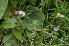  ( - EDNA24-0066631)  @11 [ ] CreativeCommons Attribution NonCommercial ShareAlike (2024) Markus Ruhsam Royal Botanic Garden, Edinburgh