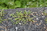  ( - EDNA24-0066631)  @11 [ ] CreativeCommons Attribution NonCommercial ShareAlike (2024) Markus Ruhsam Royal Botanic Garden, Edinburgh