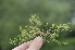  ( - EDNA24-0066631)  @11 [ ] CreativeCommons Attribution NonCommercial ShareAlike (2024) Markus Ruhsam Royal Botanic Garden, Edinburgh
