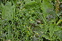  ( - EDNA24-0066631)  @11 [ ] CreativeCommons Attribution NonCommercial ShareAlike (2024) Markus Ruhsam Royal Botanic Garden, Edinburgh
