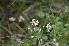  ( - EDNA24-0066634)  @11 [ ] CreativeCommons Attribution NonCommercial ShareAlike (2024) Markus Ruhsam Royal Botanic Garden, Edinburgh