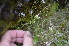  ( - EDNA24-0066634)  @11 [ ] CreativeCommons Attribution NonCommercial ShareAlike (2024) Markus Ruhsam Royal Botanic Garden, Edinburgh