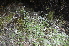  ( - EDNA24-0066634)  @11 [ ] CreativeCommons Attribution NonCommercial ShareAlike (2024) Markus Ruhsam Royal Botanic Garden, Edinburgh