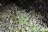  ( - EDNA24-0066634)  @11 [ ] CreativeCommons Attribution NonCommercial ShareAlike (2024) Markus Ruhsam Royal Botanic Garden, Edinburgh
