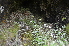  ( - EDNA24-0066634)  @11 [ ] CreativeCommons Attribution NonCommercial ShareAlike (2024) Markus Ruhsam Royal Botanic Garden, Edinburgh