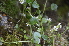  ( - EDNA24-0066634)  @11 [ ] CreativeCommons Attribution NonCommercial ShareAlike (2024) Markus Ruhsam Royal Botanic Garden, Edinburgh