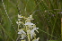  ( - EDNA24-0066638)  @11 [ ] CreativeCommons Attribution NonCommercial ShareAlike (2024) Markus Ruhsam Royal Botanic Garden, Edinburgh