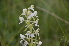  ( - EDNA24-0066638)  @11 [ ] CreativeCommons Attribution NonCommercial ShareAlike (2024) Markus Ruhsam Royal Botanic Garden, Edinburgh