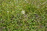  ( - EDNA24-0066638)  @11 [ ] CreativeCommons Attribution NonCommercial ShareAlike (2024) Markus Ruhsam Royal Botanic Garden, Edinburgh