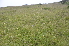  ( - EDNA24-0066638)  @11 [ ] CreativeCommons Attribution NonCommercial ShareAlike (2024) Markus Ruhsam Royal Botanic Garden, Edinburgh