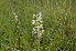  ( - EDNA24-0066638)  @11 [ ] CreativeCommons Attribution NonCommercial ShareAlike (2024) Markus Ruhsam Royal Botanic Garden, Edinburgh