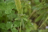  ( - EDNA24-0066641)  @11 [ ] CreativeCommons Attribution NonCommercial ShareAlike (2024) Markus Ruhsam Royal Botanic Garden, Edinburgh