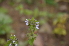  ( - EDNA24-0066641)  @11 [ ] CreativeCommons Attribution NonCommercial ShareAlike (2024) Markus Ruhsam Royal Botanic Garden, Edinburgh