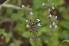  ( - EDNA24-0066641)  @11 [ ] CreativeCommons Attribution NonCommercial ShareAlike (2024) Markus Ruhsam Royal Botanic Garden, Edinburgh