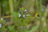  ( - EDNA24-0066641)  @11 [ ] CreativeCommons Attribution NonCommercial ShareAlike (2024) Markus Ruhsam Royal Botanic Garden, Edinburgh
