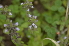  ( - EDNA24-0066641)  @11 [ ] CreativeCommons Attribution NonCommercial ShareAlike (2024) Markus Ruhsam Royal Botanic Garden, Edinburgh