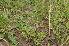  ( - EDNA24-0066641)  @11 [ ] CreativeCommons Attribution NonCommercial ShareAlike (2024) Markus Ruhsam Royal Botanic Garden, Edinburgh