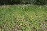  ( - EDNA24-0066641)  @11 [ ] CreativeCommons Attribution NonCommercial ShareAlike (2024) Markus Ruhsam Royal Botanic Garden, Edinburgh