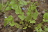  ( - EDNA24-0066641)  @11 [ ] CreativeCommons Attribution NonCommercial ShareAlike (2024) Markus Ruhsam Royal Botanic Garden, Edinburgh