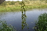  ( - EDNA24-0067019)  @11 [ ] CreativeCommons Attribution NonCommercial ShareAlike (2024) Markus Ruhsam Royal Botanic Garden, Edinburgh