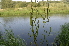  ( - EDNA24-0067019)  @11 [ ] CreativeCommons Attribution NonCommercial ShareAlike (2024) Markus Ruhsam Royal Botanic Garden, Edinburgh