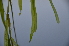  ( - EDNA24-0067019)  @11 [ ] CreativeCommons Attribution NonCommercial ShareAlike (2024) Markus Ruhsam Royal Botanic Garden, Edinburgh