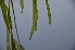  ( - EDNA24-0067019)  @11 [ ] CreativeCommons Attribution NonCommercial ShareAlike (2024) Markus Ruhsam Royal Botanic Garden, Edinburgh