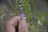  ( - EDNA24-0067020)  @11 [ ] CreativeCommons Attribution NonCommercial ShareAlike (2024) Markus Ruhsam Royal Botanic Garden, Edinburgh