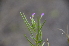  ( - EDNA24-0067020)  @11 [ ] CreativeCommons Attribution NonCommercial ShareAlike (2024) Markus Ruhsam Royal Botanic Garden, Edinburgh