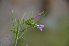  ( - EDNA24-0067020)  @11 [ ] CreativeCommons Attribution NonCommercial ShareAlike (2024) Markus Ruhsam Royal Botanic Garden, Edinburgh
